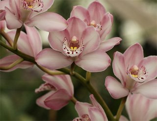 Cymbidium