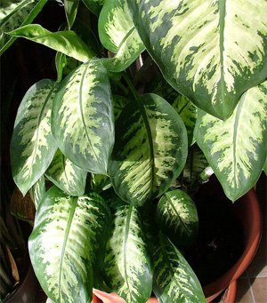 Dieffenbachia