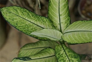 Dieffenbachia picta