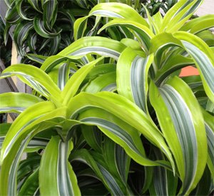 Dracaena deremensis