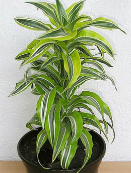 Dracaena deremensis