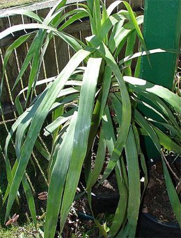 Dracaena draco