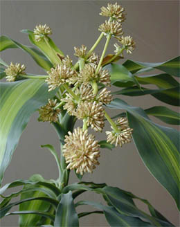 Dracaena fragrans