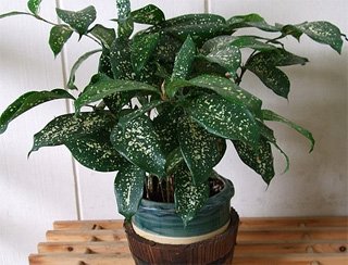Dracaena godseffiana