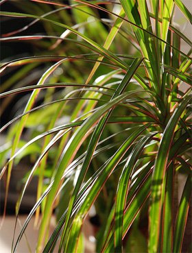 Dracaena marginata