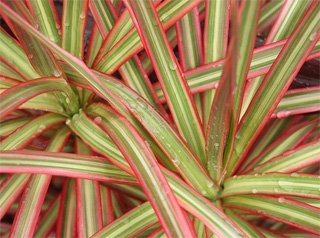 Dracaena marginata