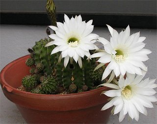 Echinopsis eyriesii