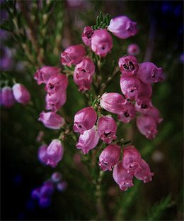 Erica glacilis