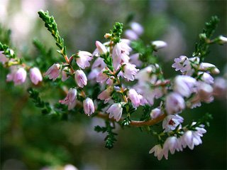Erica ventricosa