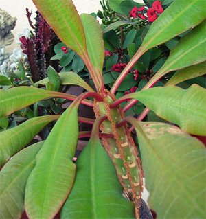 Euphorbia leuconeura