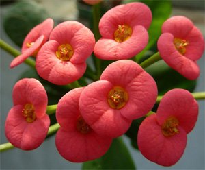Euphorbia milii
