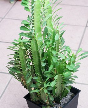 Euphorbia trigona