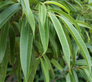 Ficus Alii