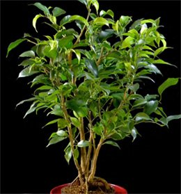 Ficus benjamina