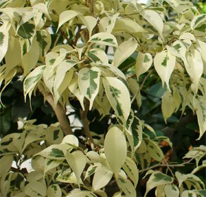 Ficus benjamina