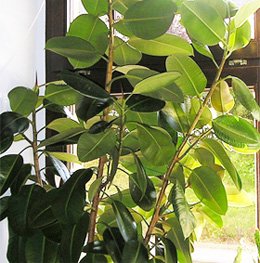 Ficus elastica