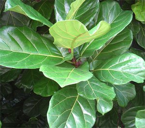 Ficus lyrata
