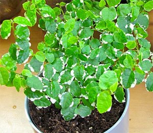 Ficus pumila