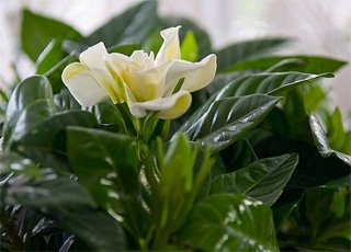 Gardenia