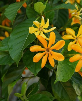 Gardenia carinata