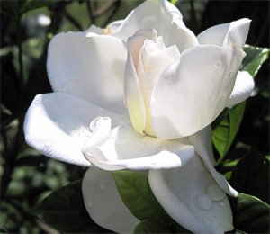 Gardenia jasminoides