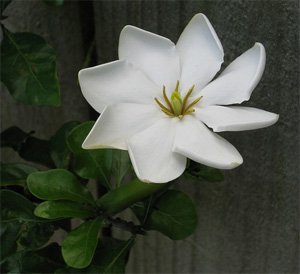 Gardenia thunbergia