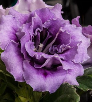 Gloxinia