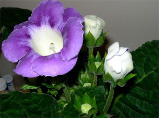 Gloxinia