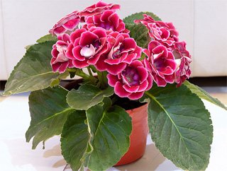 Gloxinia speciosa