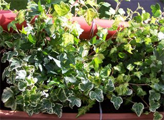 Hedera helix