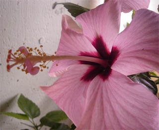Hibiscus