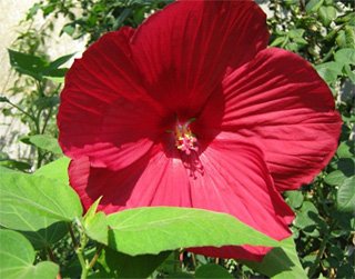 Hibiscus hybrida