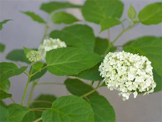 Hydrangea macrophylla