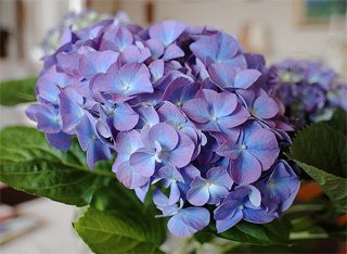 Hydrangea
