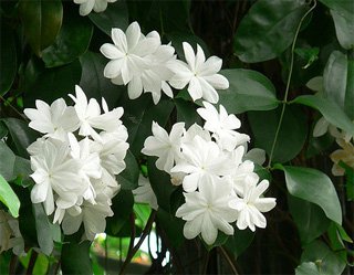 Jasminum rex