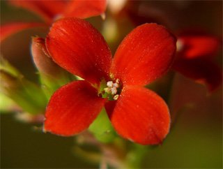 Каланхоэ Блоссфельда - фото, уход, пересадка, размножение в Как пересадить каланхоэ в домашних условиях, правила ухода