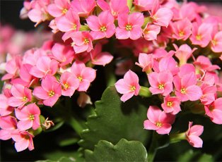 Kalanchoe