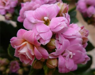 Kalanchoe Calandiva