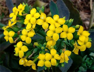 Kalanchoe