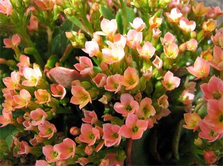 Kalanchoe blossfeldiana