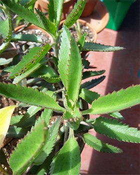 Kalanchoe