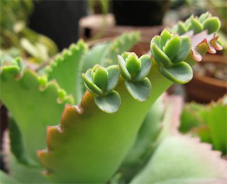 Kalanchoe daigremontianum