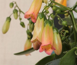 Kalanchoe manginii