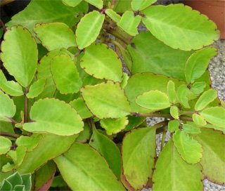 Kalanchoe pinnata