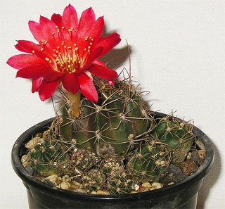 Lobivia hertrichiana