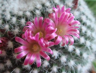Mammillaria
