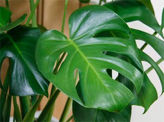 Monstera