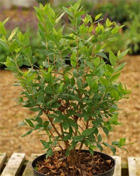 Myrtus communis