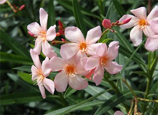 Nerium oleander