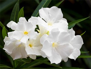 Nerium oleander